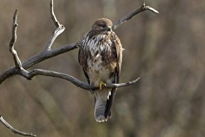 Birds In Europe Drucke: Buizerd, Common Buzzard, Buteo buteo