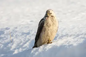 Buizerd, Common Buzzard, Buteo buteo