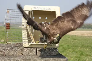 Buteo Buteo Drucke: Buizerd, Common Buzzard, Buteo buteo