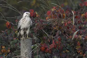 Buteo Buteo Drucke: Buizerd; Common Buzzard; Buteo buteo