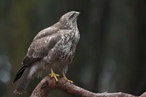 Buteo Buteo Images Drucke: Buizerd, Common Buzzard, Buteo buteo