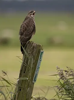 Bilder Datiert 16. September 2008: Agami Bild der Buizerd, Gemeine Bussard