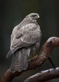 Gerahmter Druck : Agami-Bild der Buizerd, Buteo buteo Sitzender Weißrückige Bussard auf einem Ast; Common Buzzard perched on a branch