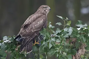 Buteo Buteo Drucke: Buizerd, Common Buzzard, Buteo buteo