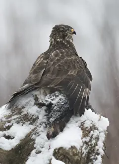 Buteo Buteo Drucke: Buizerd, Common Buzzard, Buteo buteo