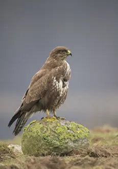 Buteo Buteo Drucke: Buizerd, Common Buzzard, Buteo buteo