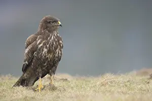 Buteo Buteo Drucke: Buizerd, Common Buzzard, Buteo buteo