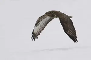 Buteo Buteo Species Drucke: Buizerd, Common Buzzard, Buteo buteo