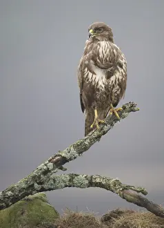 Buteo Buteo Images Drucke: Buizerd, Common Buzzard, Buteo buteo