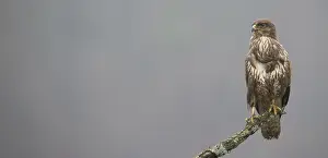 Buteo Buteo Images Drucke: Buizerd, Common Buzzard, Buteo buteo