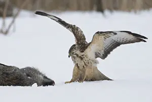 Buteo Buteo Drucke: Buizerd, Common Buzzard, Buteo buteo