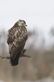 Buteo Buteo Images Drucke: Buizerd, Common Buzzard, Buteo buteo