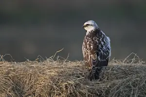 Buteo Buteo Drucke: Buizerd, Common Buzzard, Buteo buteo