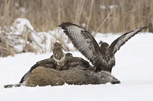 Buteo Buteo Drucke: Buizerd, Common Buzzard, Buteo buteo