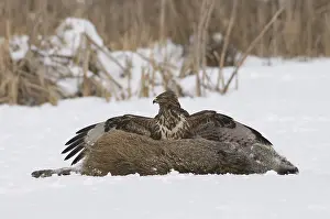 Buteo Buteo Drucke: Buizerd, Common Buzzard, Buteo buteo