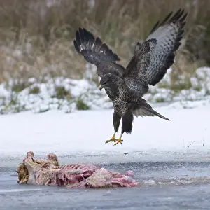 November Drucke: Büppenbussard, Buteo buteo, Buizerd vliegend naar prooi