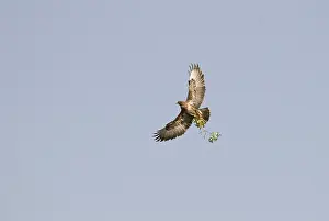 Buteo Buteo Species Drucke: Buizerd, Common Buzzard, Buteo buteo