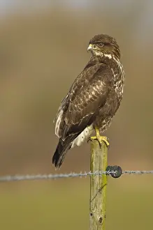 Buteo Buteo Images Drucke: Buizerd, Common Buzzard, Buteo buteo