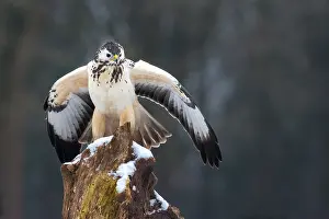 Buteo Buteo Drucke: Buizerd, Common Buzzard, Buteo buteo