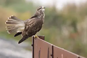 Buteo Buteo Drucke: Buizerd, Common Buzzard, Buteo buteo