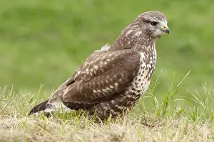 Buteo Buteo Drucke: Buizerd, Common Buzzard, Buteo buteo