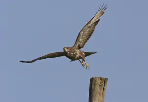 Buteo Buteo Drucke: Buizerd, Common Buzzard, Buteo buteo