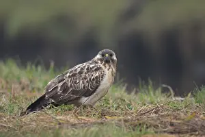 Buteo Buteo Drucke: Buizerd, Common Buzzard, Buteo buteo