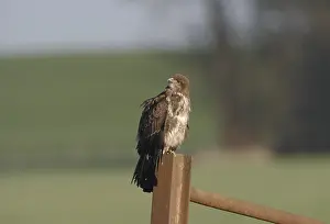 Buteo Buteo Drucke: Buizerd, Common Buzzard, Buteo buteo