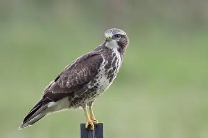 Buteo Buteo Drucke: Buizerd, Common Buzzard, Buteo buteo