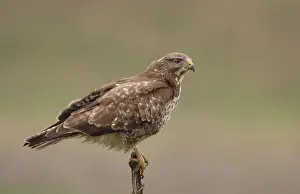 Buteo Buteo Drucke: Buizerd, Common Buzzard, Buteo buteo