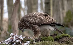 Birds Of The Netherlands Drucke: Buizerd, Common Buzzard, Buteo buteo