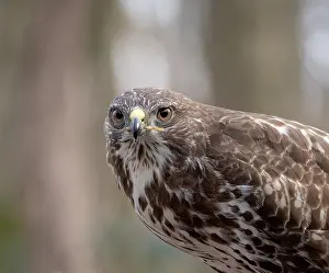 Birds Of The Netherlands Drucke: Buizerd, Common Buzzard, Buteo buteo