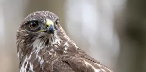 Wild Animal Photography Nature Drucke: Buizerd, Common Buzzard, Buteo buteo