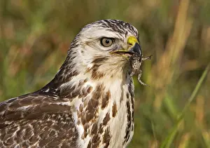 Buteo Buteo Drucke: Buizerd, Common Buzzard, Buteo buteo