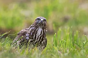 Buteo Buteo Species Drucke: Buizerd, Common Buzzard, Buteo buteo