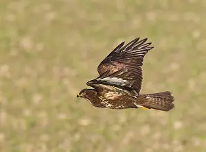 Buteo Buteo Drucke: Buizerd, Common Buzzard, Buteo buteo