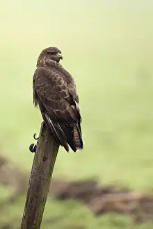 Buteo Buteo Drucke: Buizerd, Common Buzzard, Buteo buteo