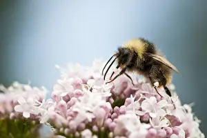 Summer Insect Photography Drucke: Bumblebee, Bombus sp
