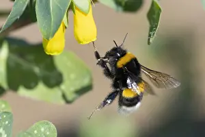 Italian Wildlife Photography Drucke: Bumblebee, Bombus sp