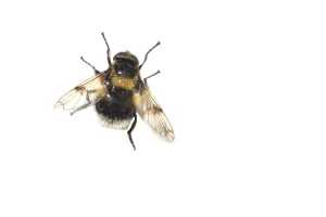 Close Up Macro Photos Drucke: Bumblebee Hoverfly, Hommelreus, Volucella bombylans