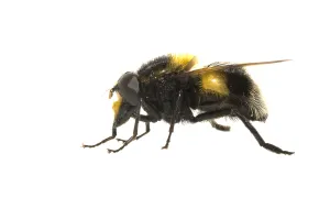 European Hoverfly Drucke: Bumblebee Hoverfly, Volucella bombylans