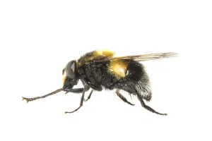 Close Up Macro Photos Drucke: Bumblebee Hoverfly, Volucella bombylans
