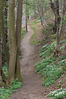 Bunderbos