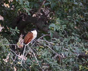 Nature Photography Safari Drucke: Burchell's Coucal, Centropus burchellii