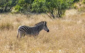 Young Zebra Drucke: Burchell's Zebra, Burchellzebra, Equus quagga burchellii