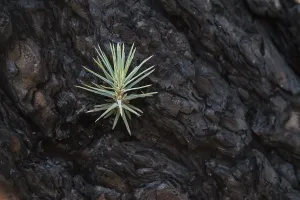 La Palma Island Photography Drucke: Detail of a burned Canary pine tree