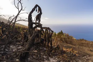 Canary Islands Nature Scenes Drucke: Burned trees and other under growth