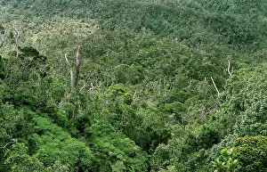 Bwindi Impenetrable Forest Drucke: Bwindi Impenetrable Forest Uganda