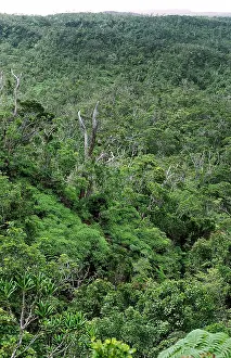 Bwindi Impenetrable National Park Drucke: Bwindi Impenetrable Forest Uganda