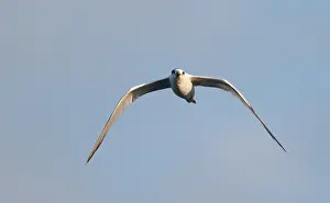 Gerahmter Druck : Cabots-Sterntaucher, Sterna acuflavidus Gerahmter Druck : Cabots-Sterntaucher, Sterna acuflavidus